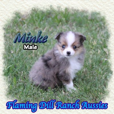 Minke 7
