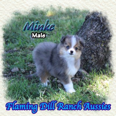 Minke 9