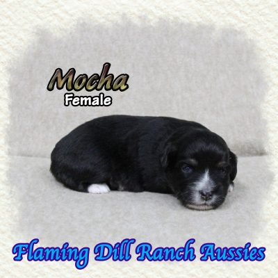 Mocha 1