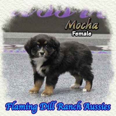 Mocha 10