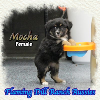 Mocha 11