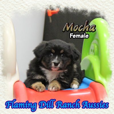 Mocha 12