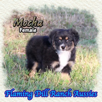 Mocha 13