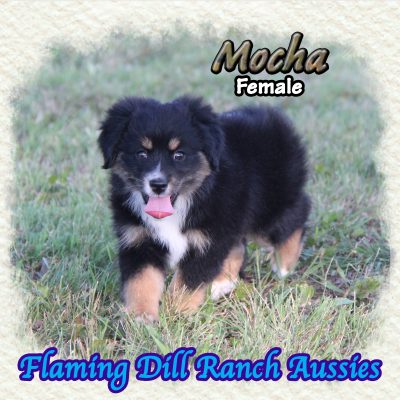 Mocha 14
