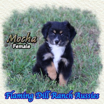 Mocha 15