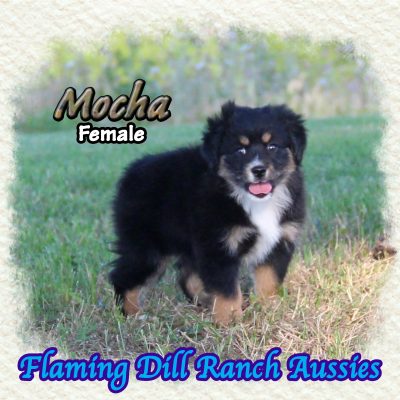 Mocha 16
