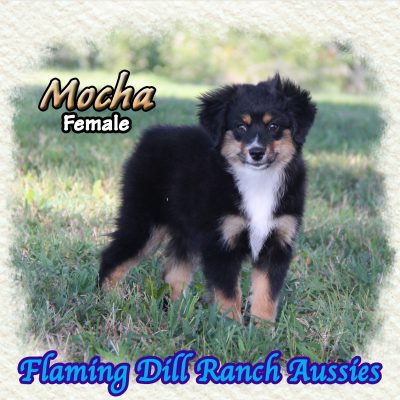 Mocha 17