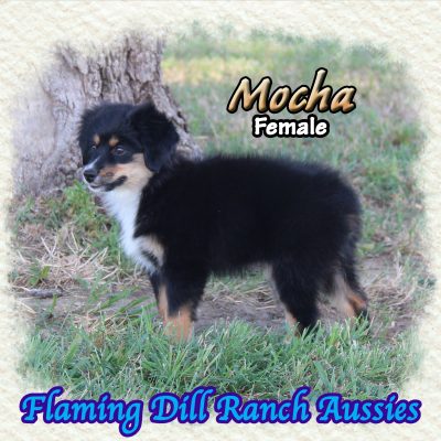 Mocha 18