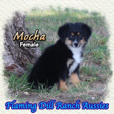 Mocha 19