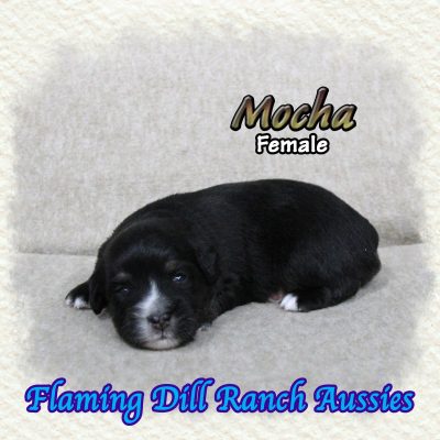 Mocha 2