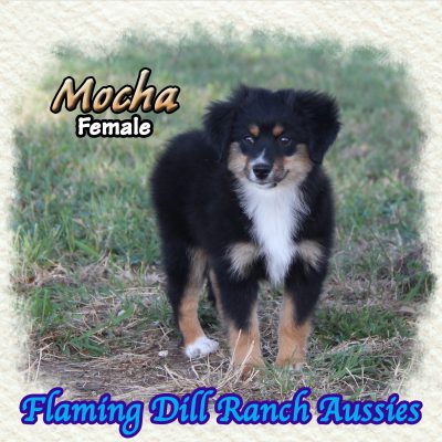 Mocha 20