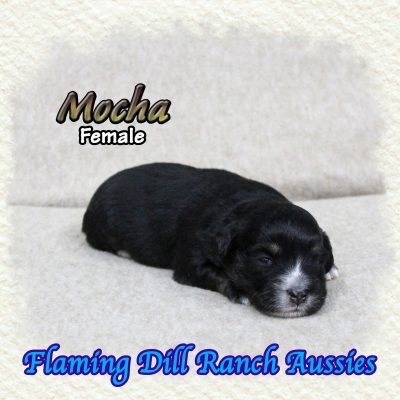 Mocha 3