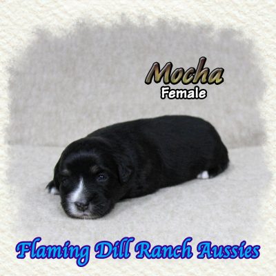 Mocha 4
