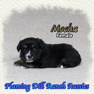 Mocha 6