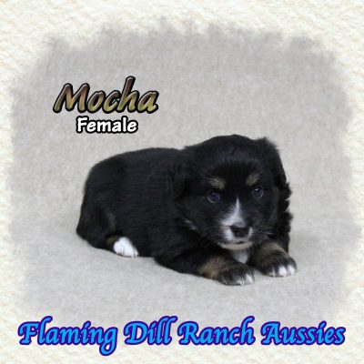 Mocha 7