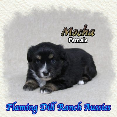Mocha 8
