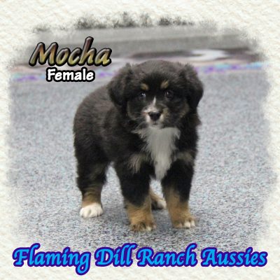 Mocha 9
