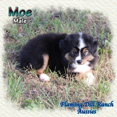 Moe 8