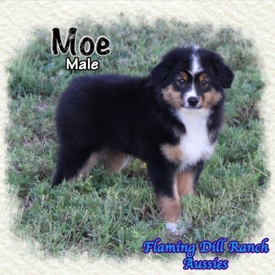 Moe 9