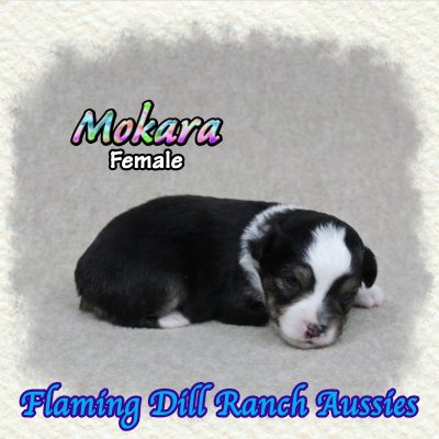 Mokara 1