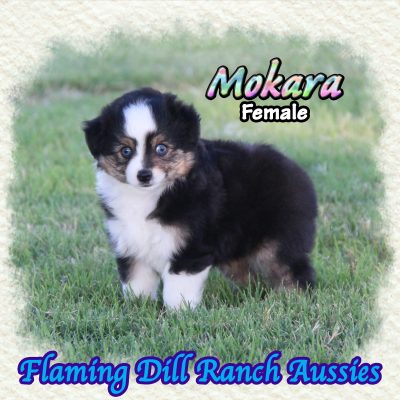 Mokara 10