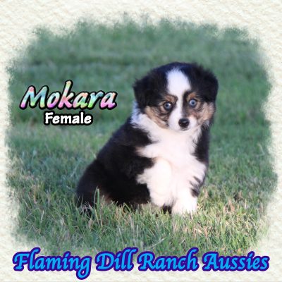 Mokara 11