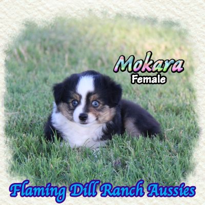 Mokara 12