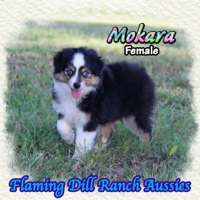 Mokara 13