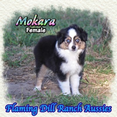 Mokara 14