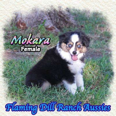 Mokara 15