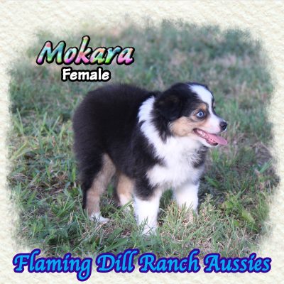 Mokara 16