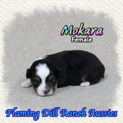 Mokara 2