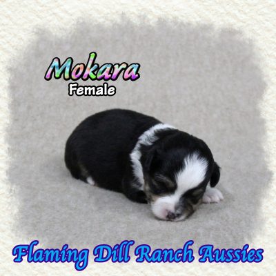 Mokara 3