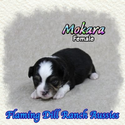 Mokara 4