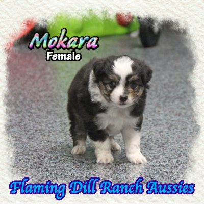 Mokara 5
