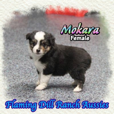 Mokara 6