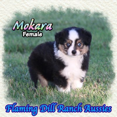 Mokara 9