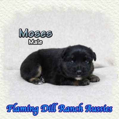 Moses 1