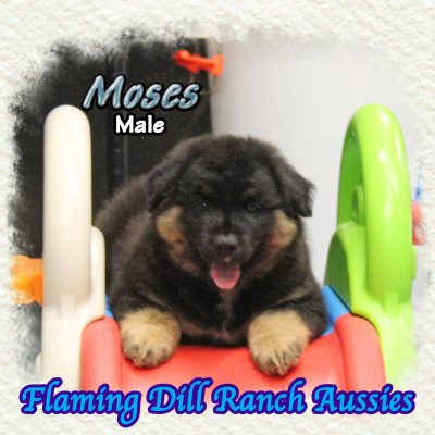 Moses 12