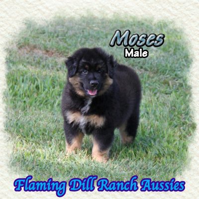 Moses 13