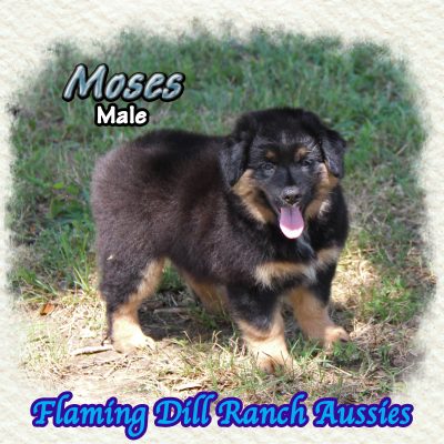 Moses 14