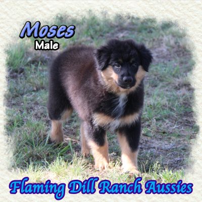 Moses 17