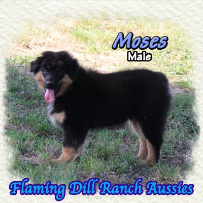 Moses 18