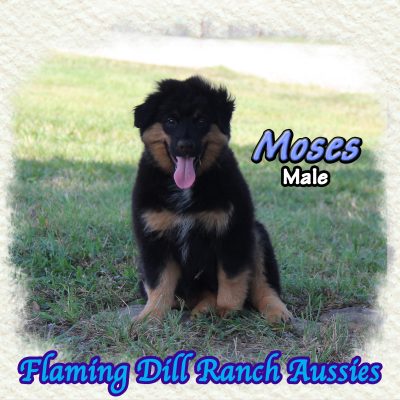 Moses 19