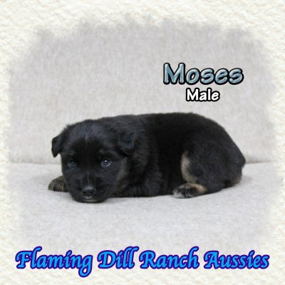 Moses 2
