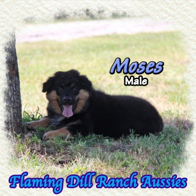 Moses 20