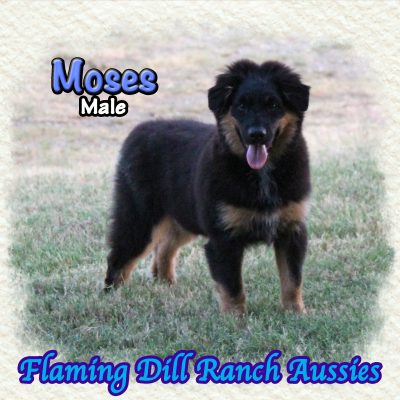 Moses 21