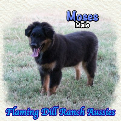 Moses 22
