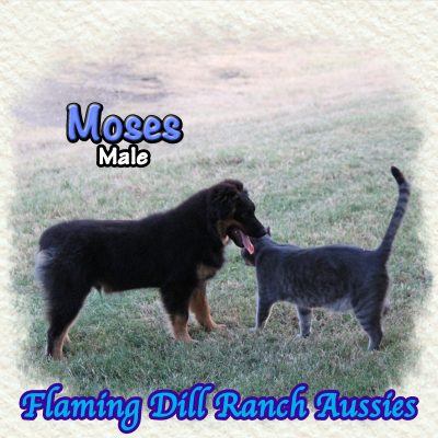 Moses 23