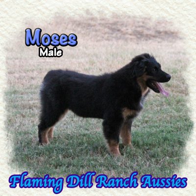 Moses 24